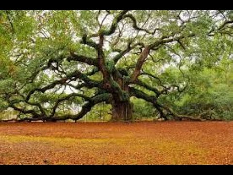 Oak - Ancient, Magical &amp; Sacred Trees 2