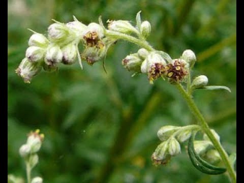 Mugwort The Wise Womans Power Plant