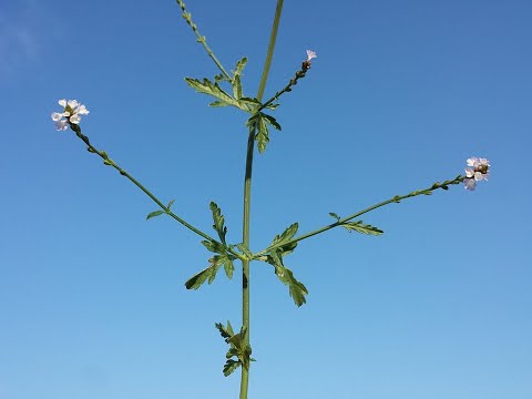 Vervain an ancient, medicinal herb