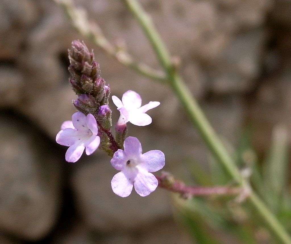 Vervain - The Herb of Enchantment
