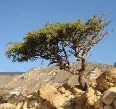 Myrrh tree