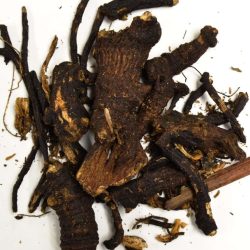 Osha Root - Ligusticum porteri