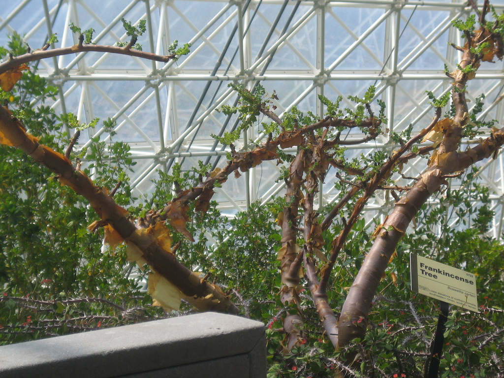 Boswellia sacra growing in a greenhouse