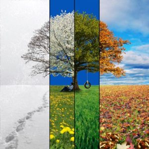 Celebrating the Seasons - tree showing 4 seasons