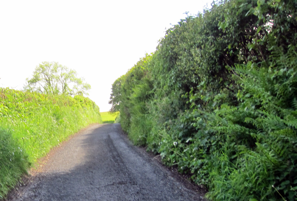 picture of a country lane & hedgerow