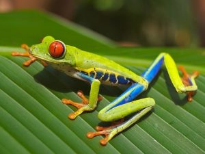 Tropical Rainforest Frog