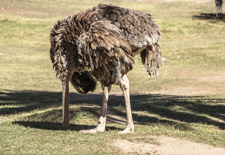 Ostrich with head in ground, illustrative image for hide or rise